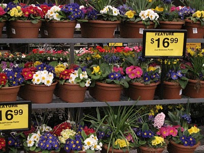 Auburn WA Garden Center